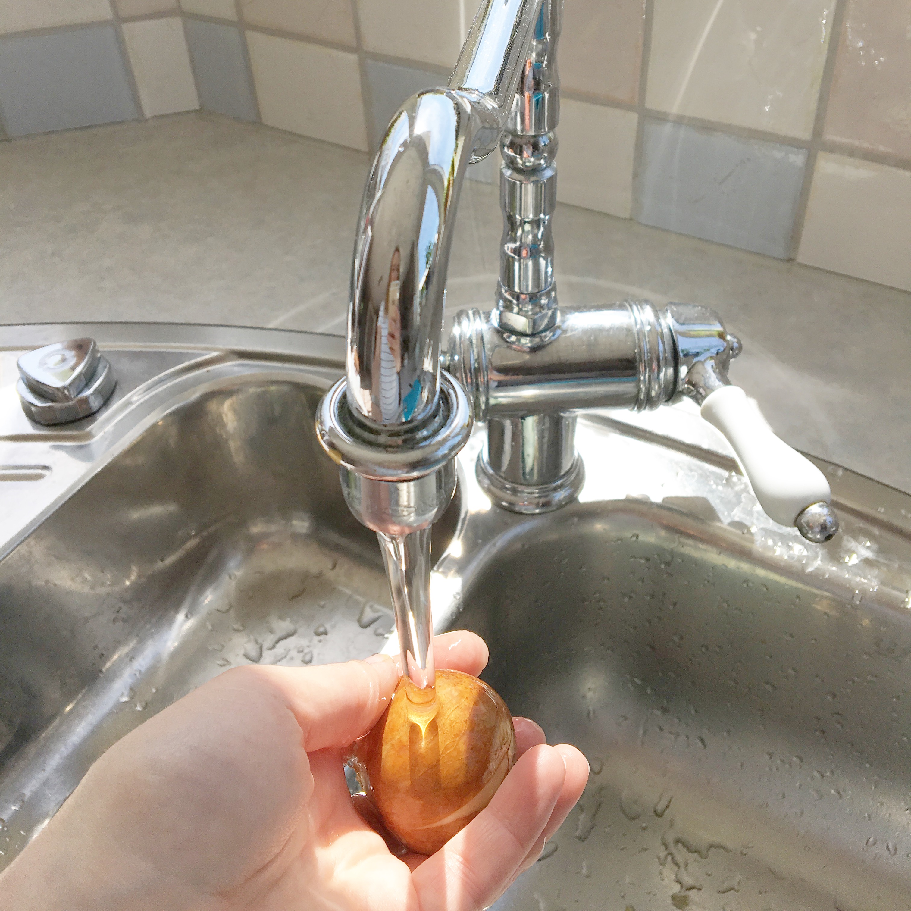 avocado plant pit