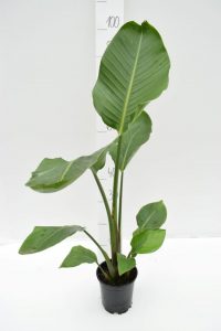 woonkamer plant