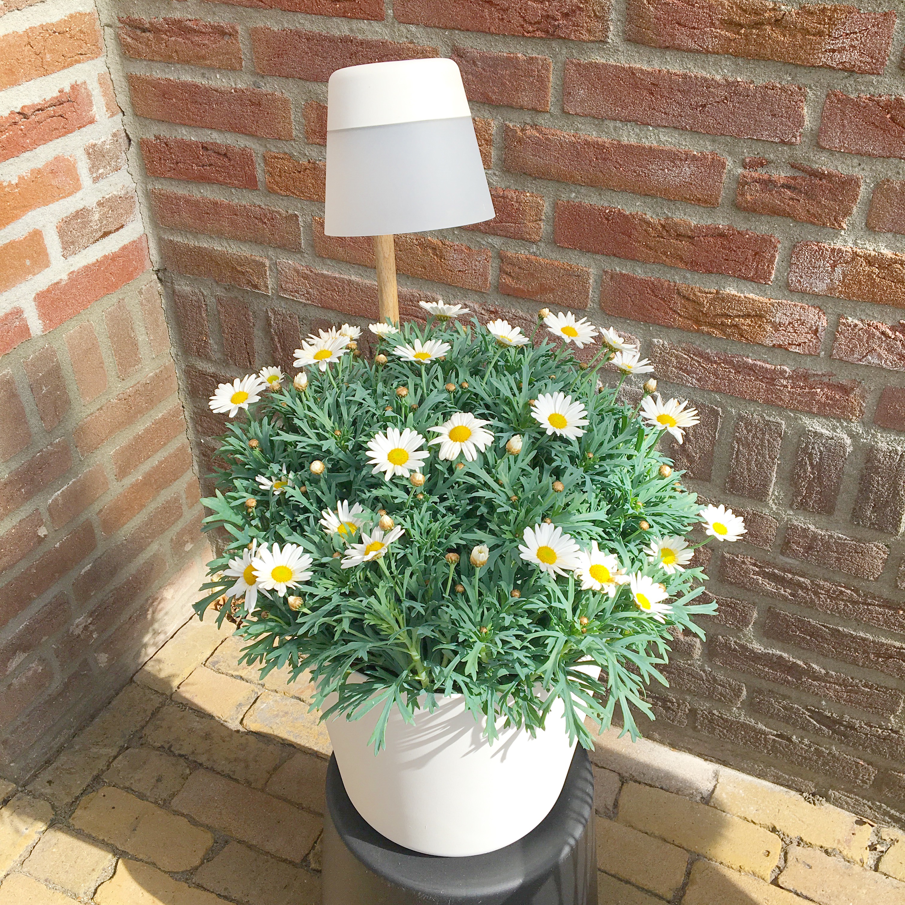 elho flower light bloempot lampje