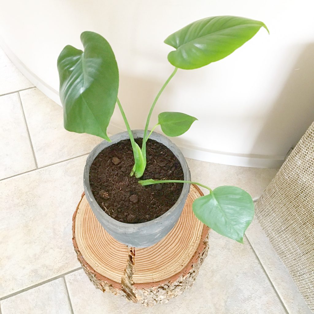 monstera peru karstenianum Monstera sp. 'Peru' for Sale (Monstera Karstenianum) – Steve's Leaves main image 1