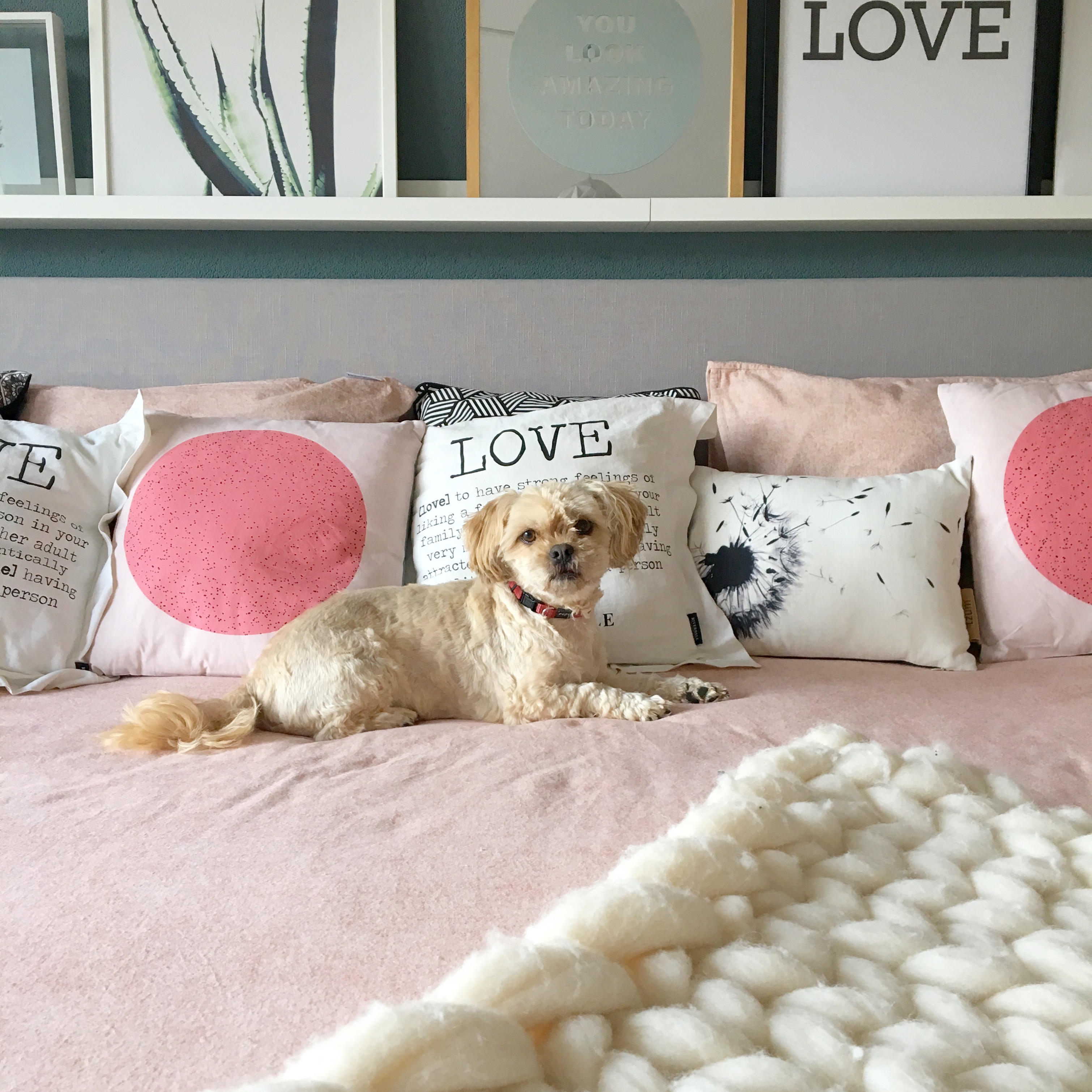 shihtzu op bed roze